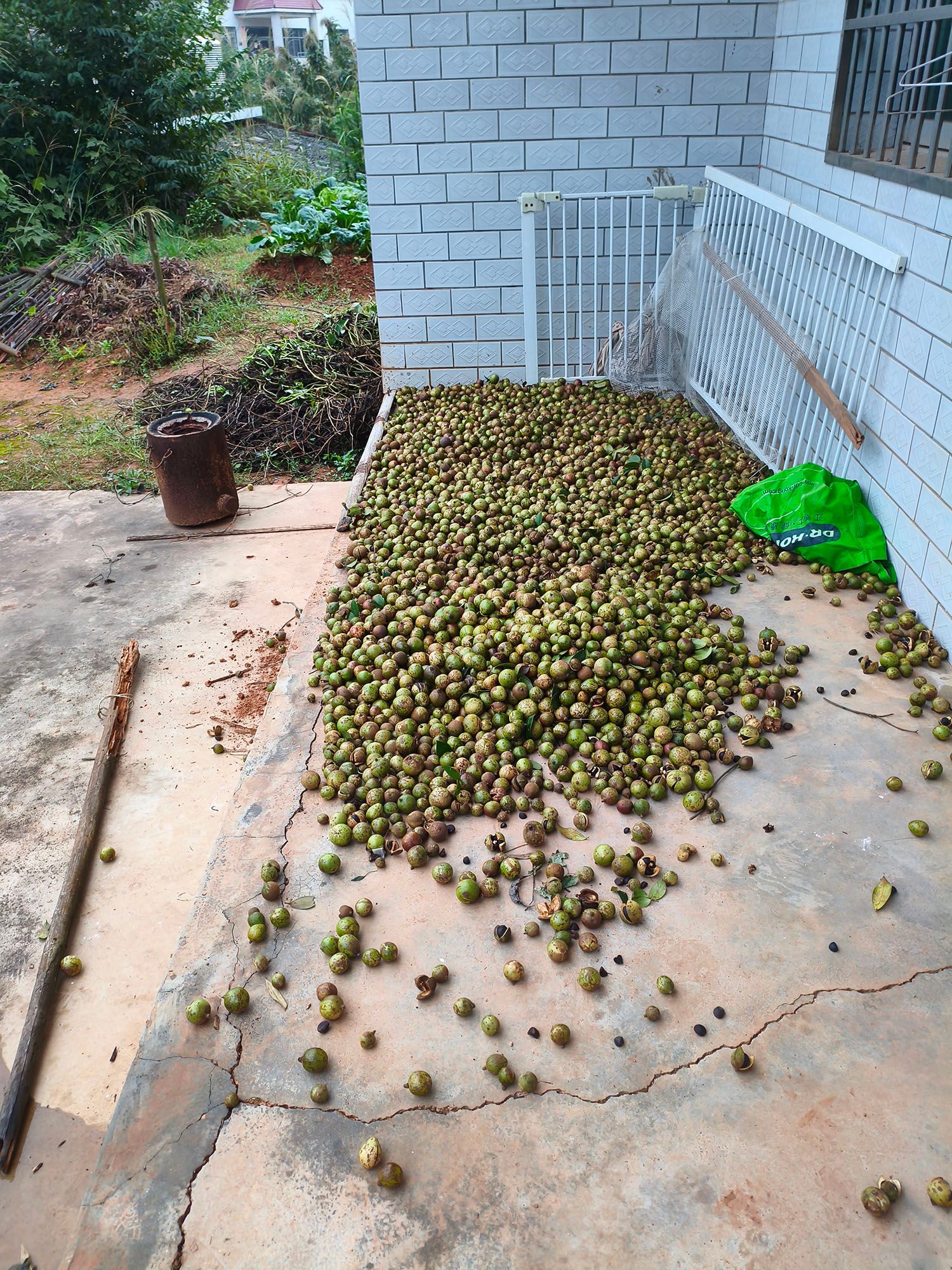 茶籽1.jpg