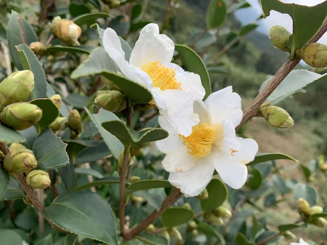 1山茶花.png