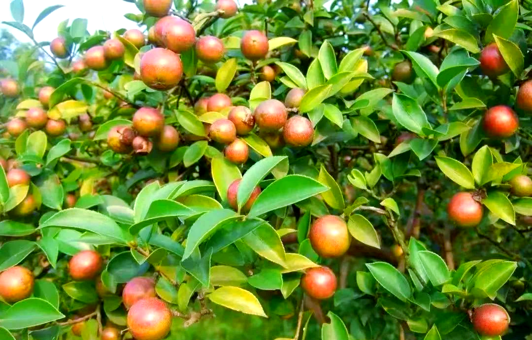 2山茶果.png
